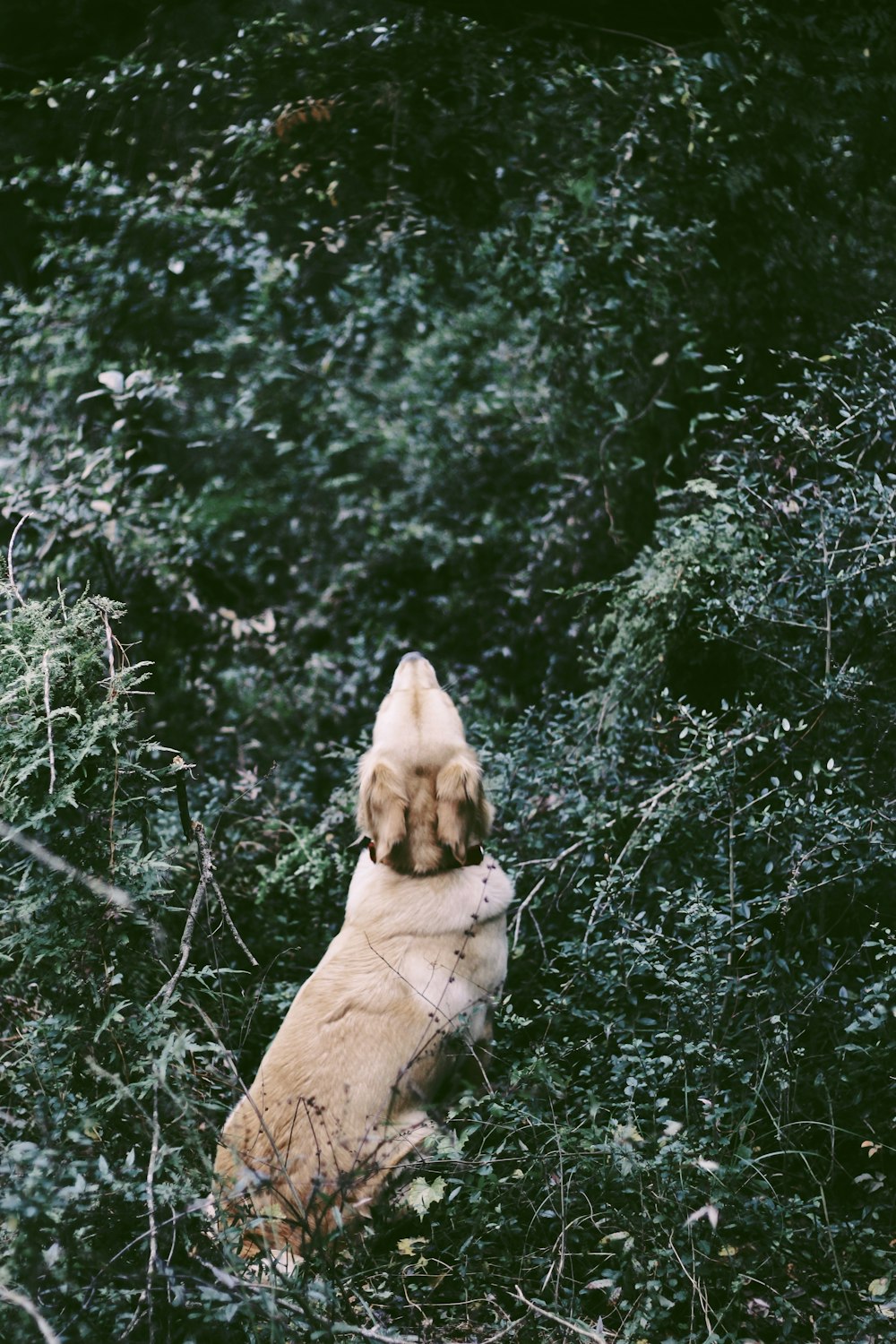 short-coated beige dog on grass field