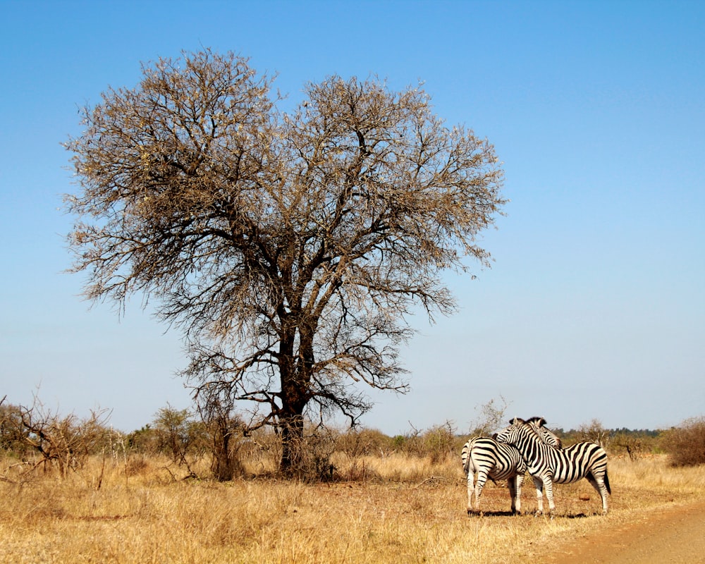 zwei Zebras neben einem blattlosen Baum