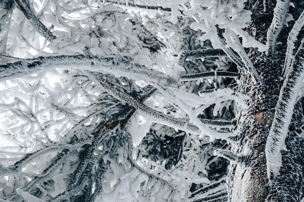 Árboles cubiertos de nieve