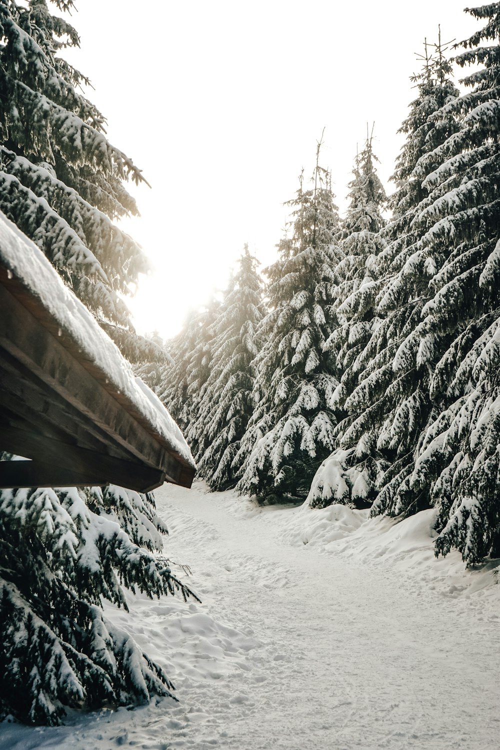 road and trees covered by snow at daytime