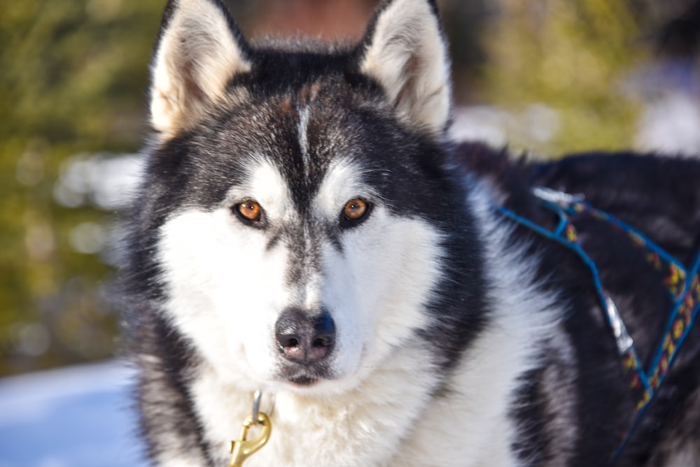 shallow focus photo of white and black Alaskan malamute