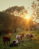 herd of cattle standing on green grass