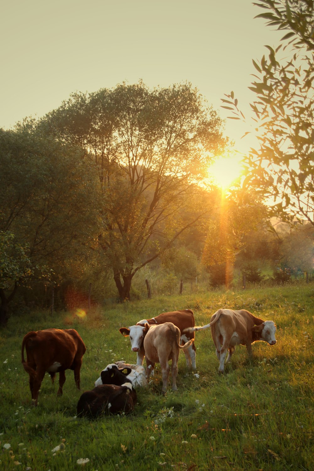 troupeau de bovins debout sur l’herbe verte