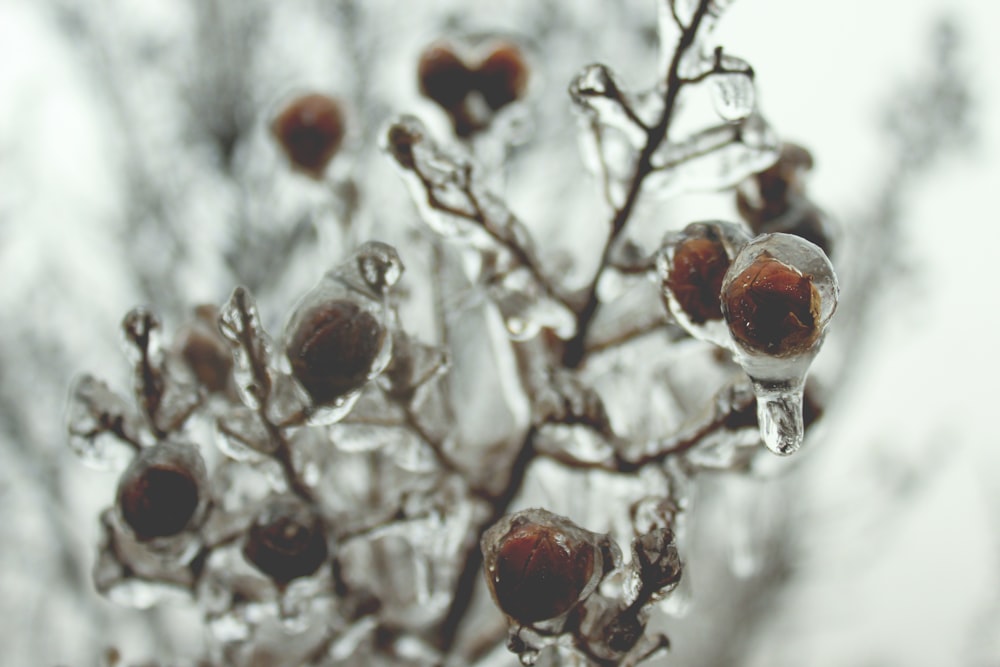 Selektive Fokusfotografie eines braunblättrigen Baumes mit Tautropfen