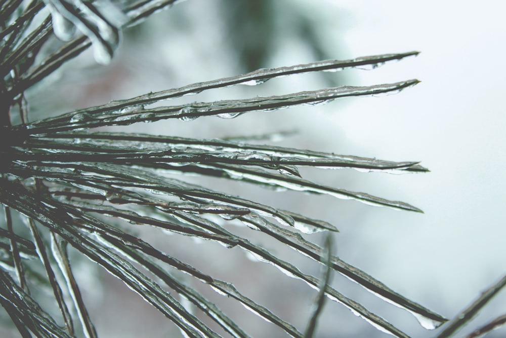 frozen water on thorns