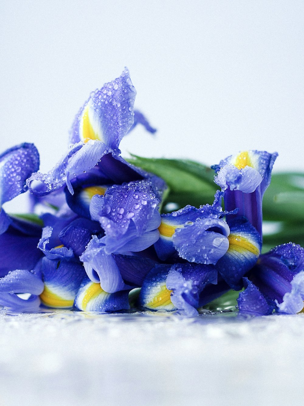 fiori dai petali viola con rugiada d'acqua