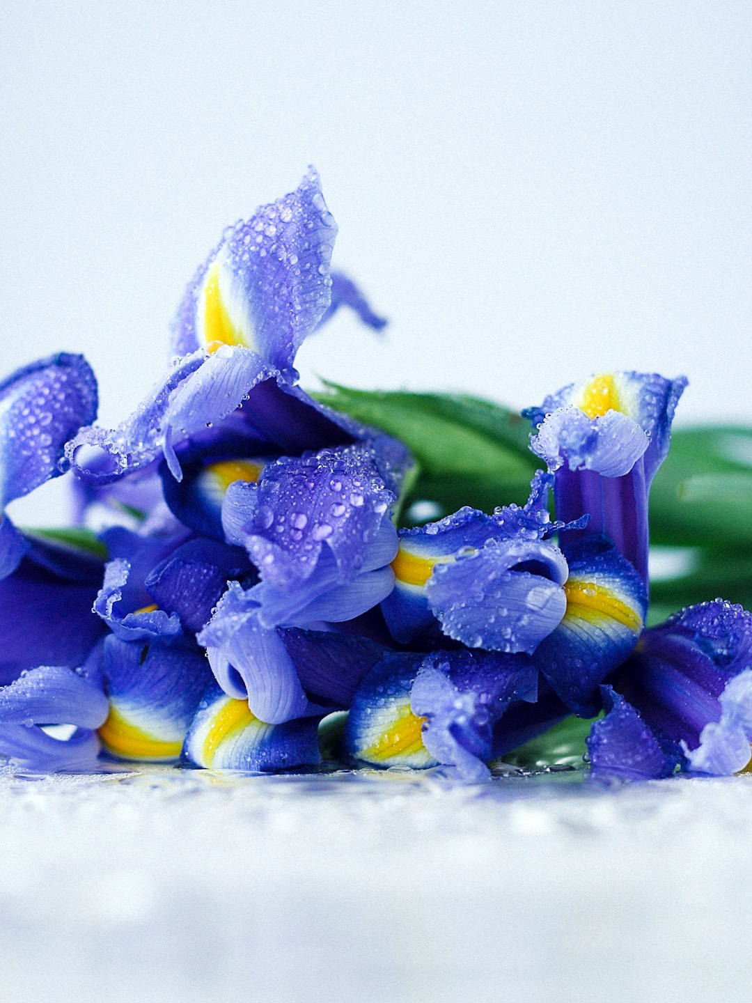 purple-petaled flowers with water dews