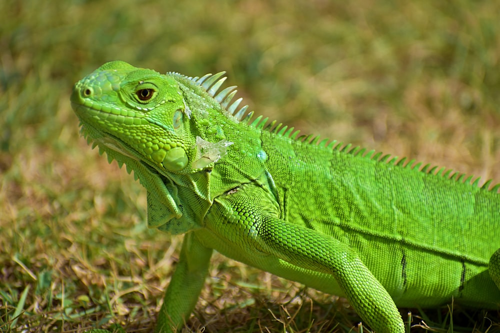 dragão barbudo verde no campo verde