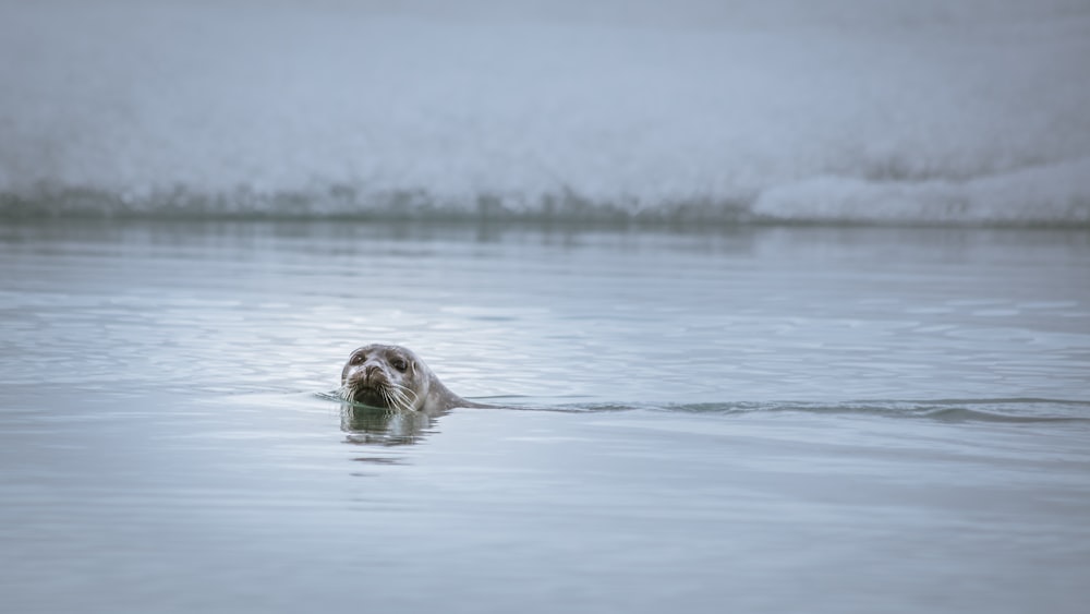 sea lion swimming