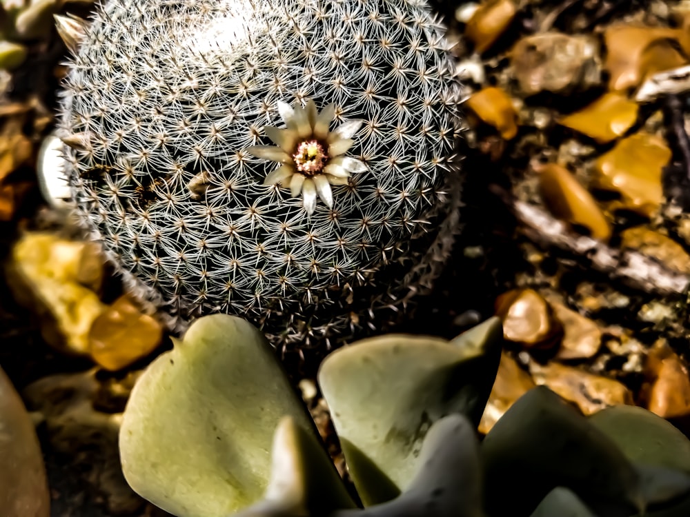 close-up photography of green cactus