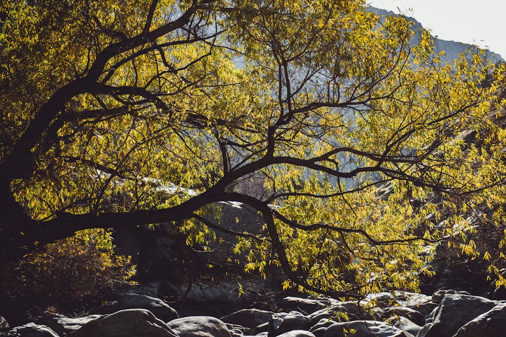 fotografia de natureza de rochas sob a árvore verde durante o dia