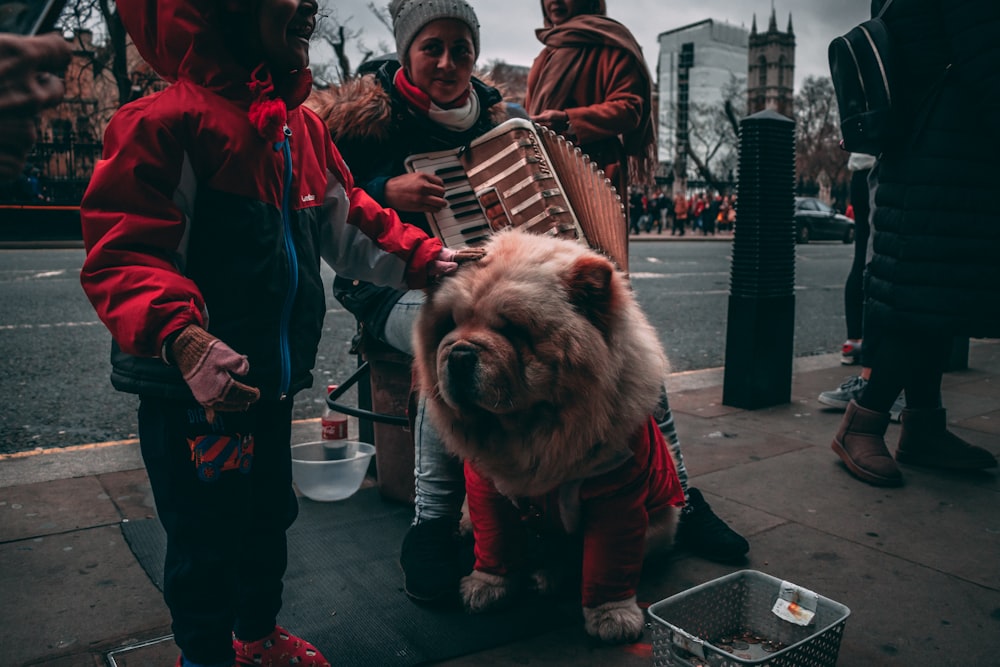 yellow Tibetan mastiff beside man playing accordion on sidewalk