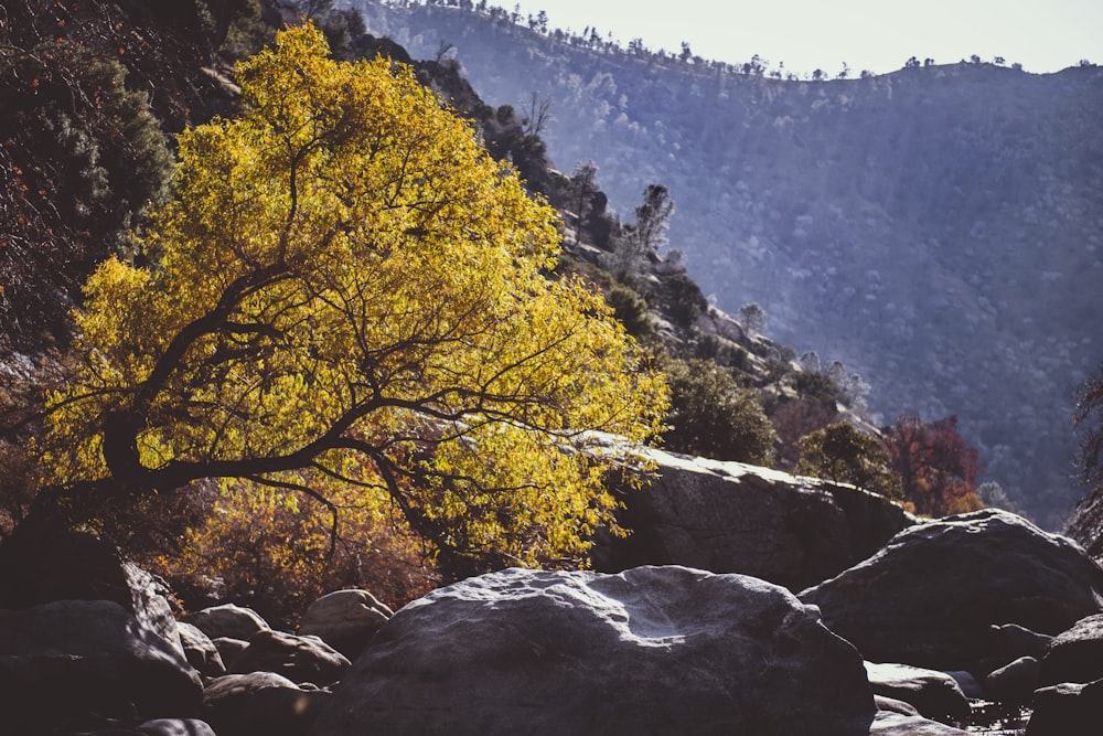 rocks near tree