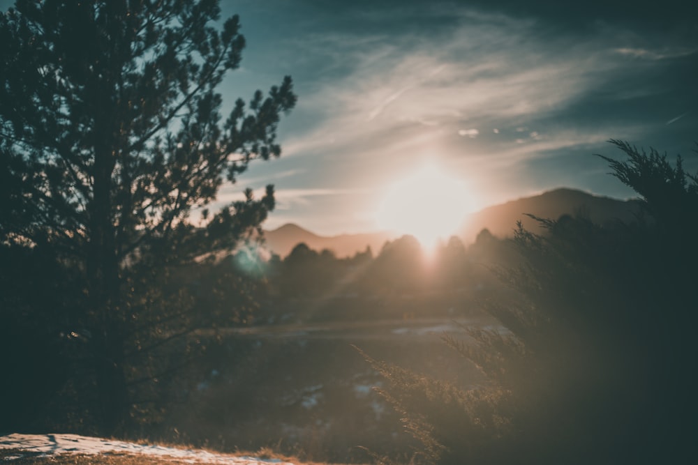 silhouette of trees and mountain during golden hour