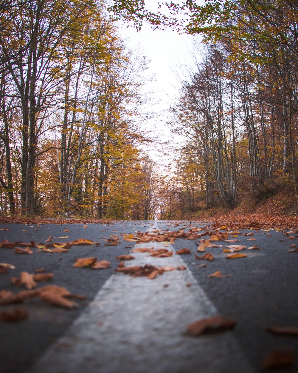 road between forest