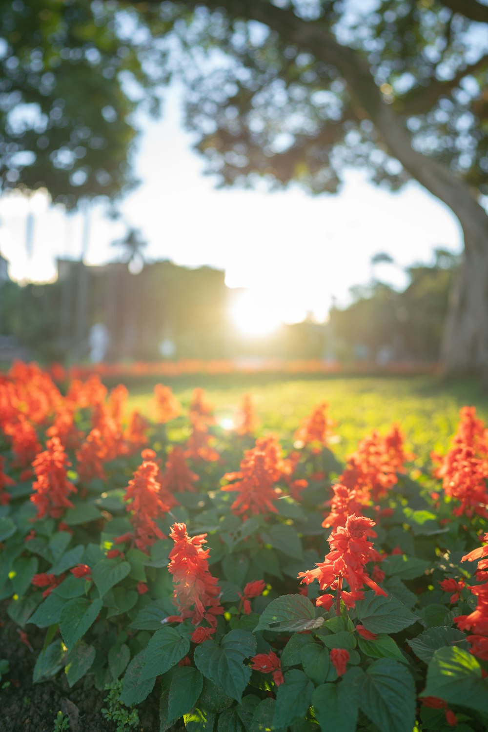 blooming red flowers near tree