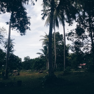 A serene view of a tropical property surrounded by lush greenery and clear blue skies.