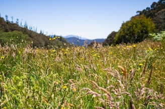 field in nature reduces stress