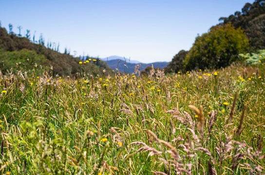 field in nature reduces stress