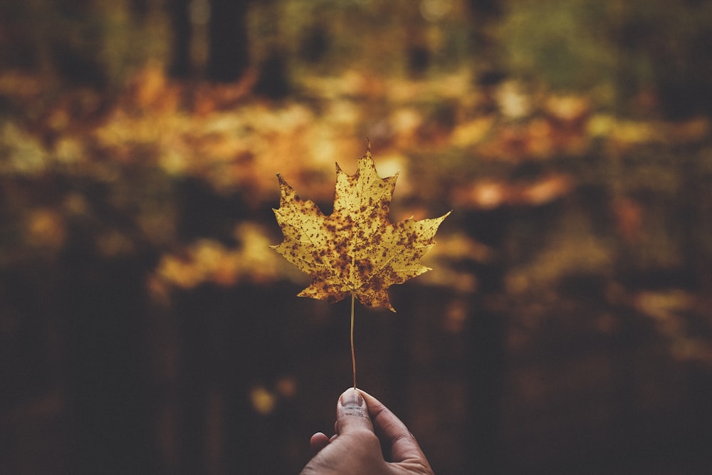 macro photography of yellow maple leaf