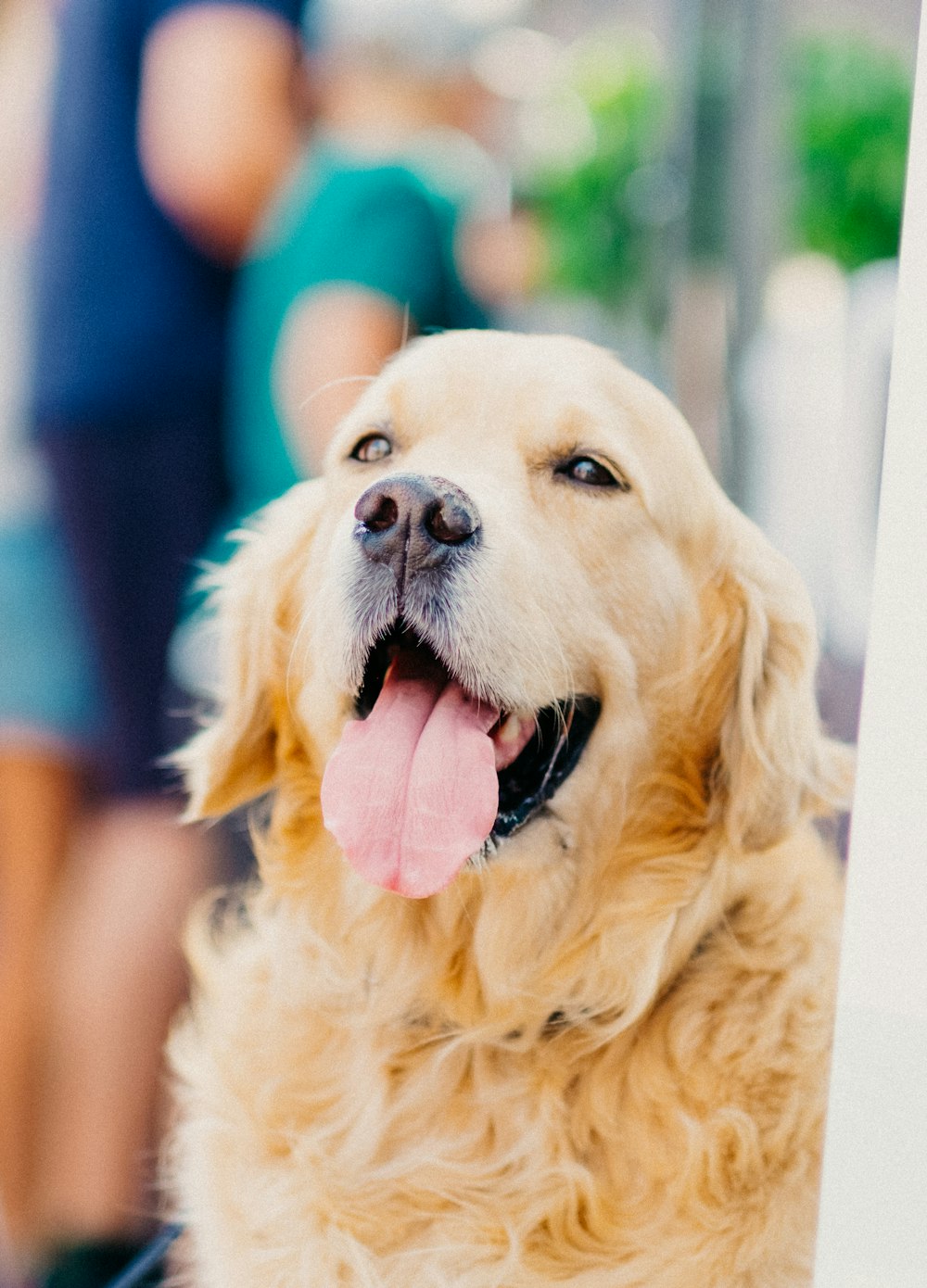 branco Labrador retriever