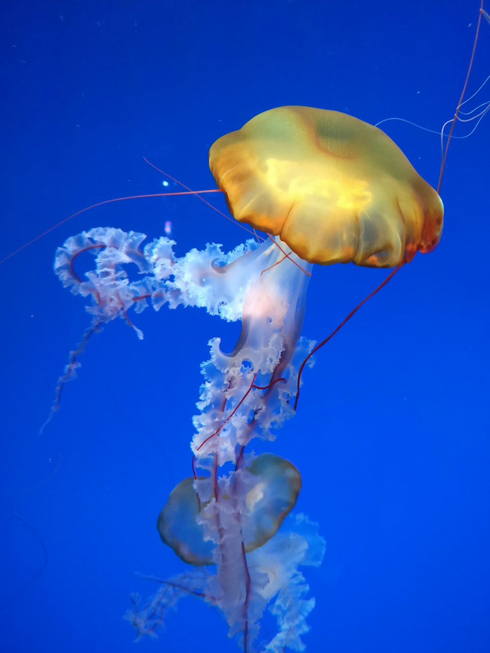 orange and white jellyfish