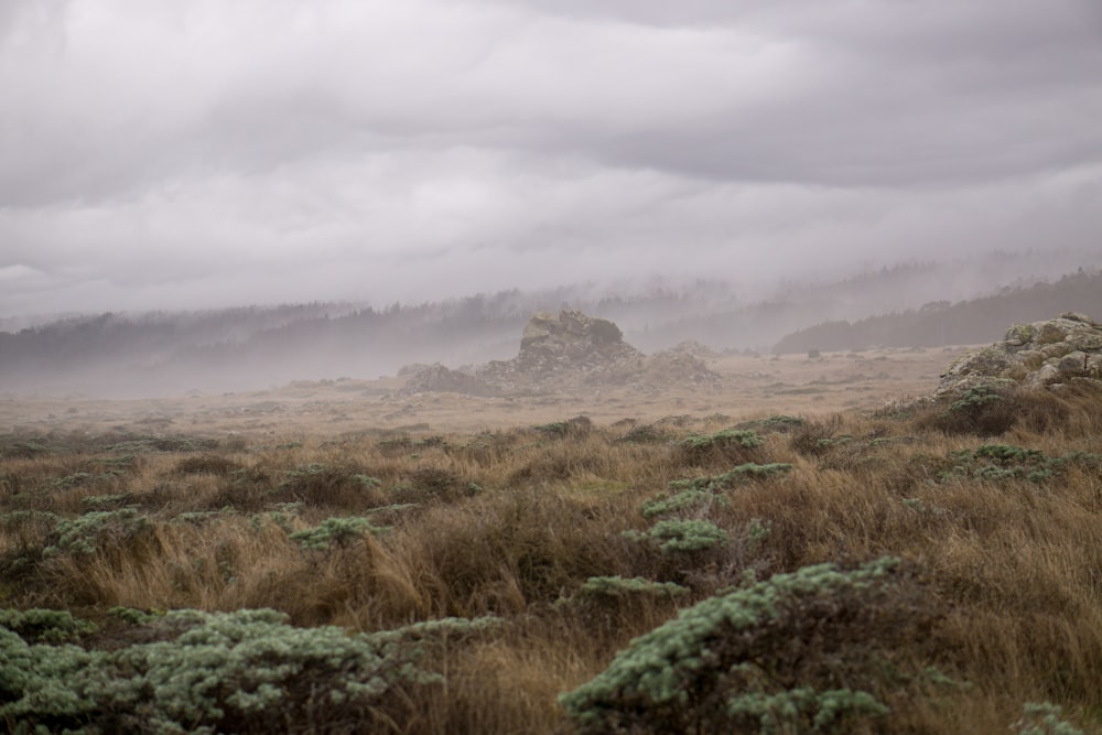 Champ d’herbe verte et brune sous le brouillard