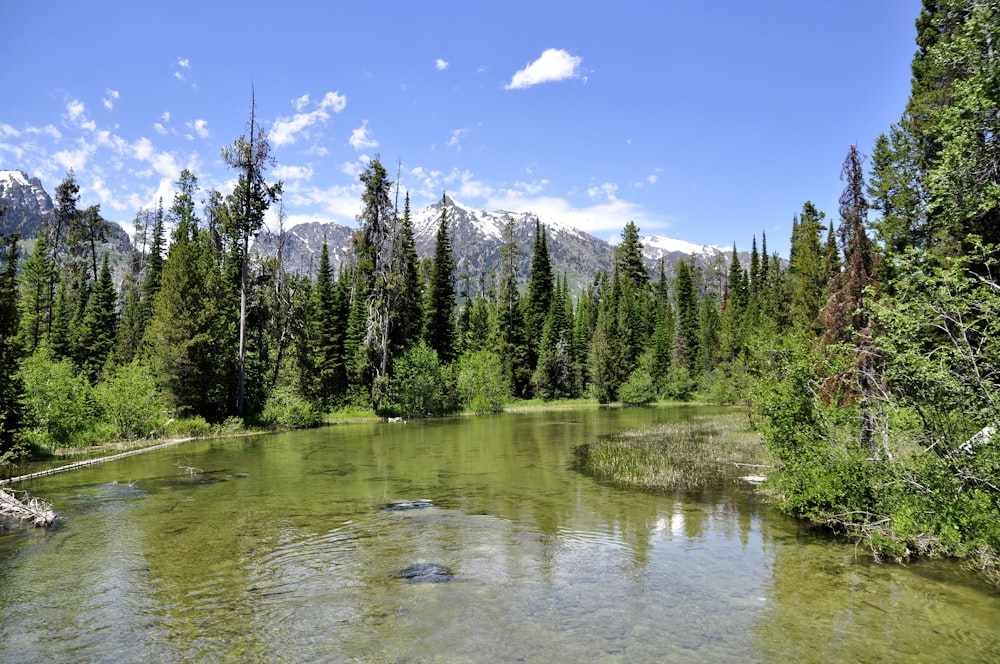 trees near body of water under blue sky during daytime