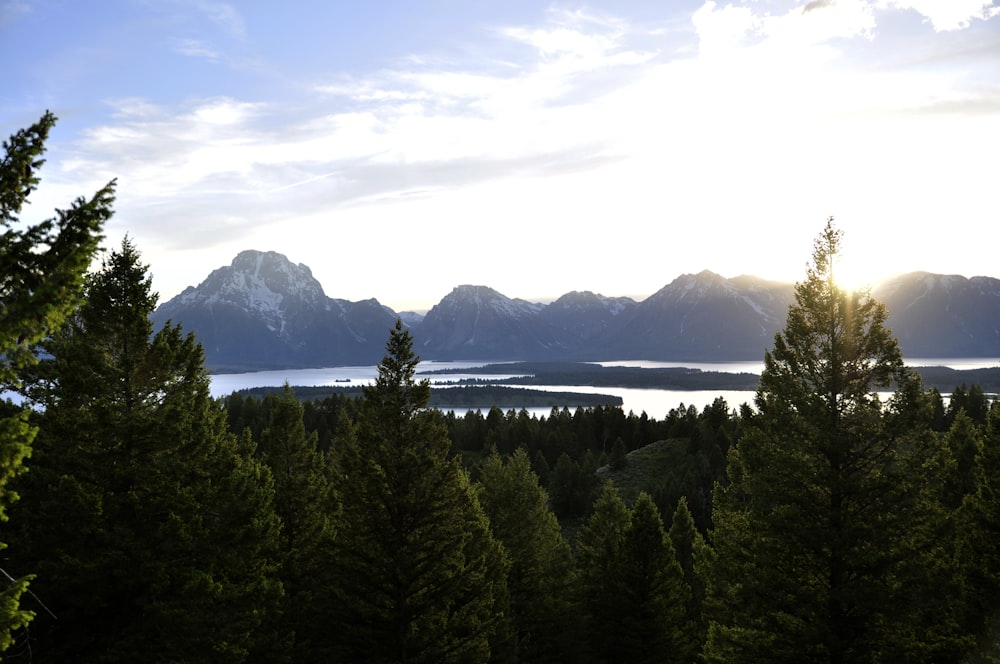 green pine trees, lake, and mountain under white clouds