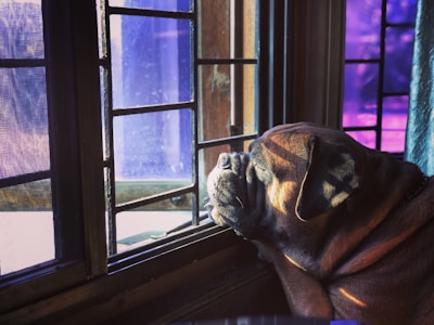 An expressive artwork illustrating a cozy animal companion resting peacefully by a windowsill.