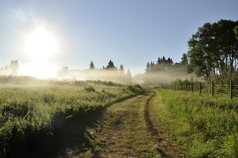 landscape photography of pathway in green pastures