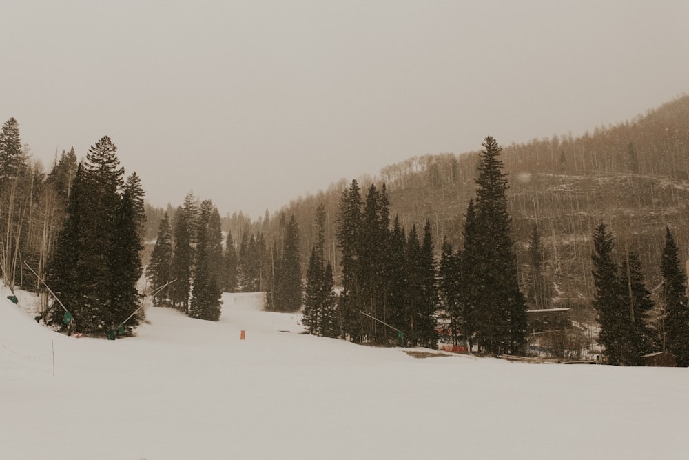 trees surrounded by snow