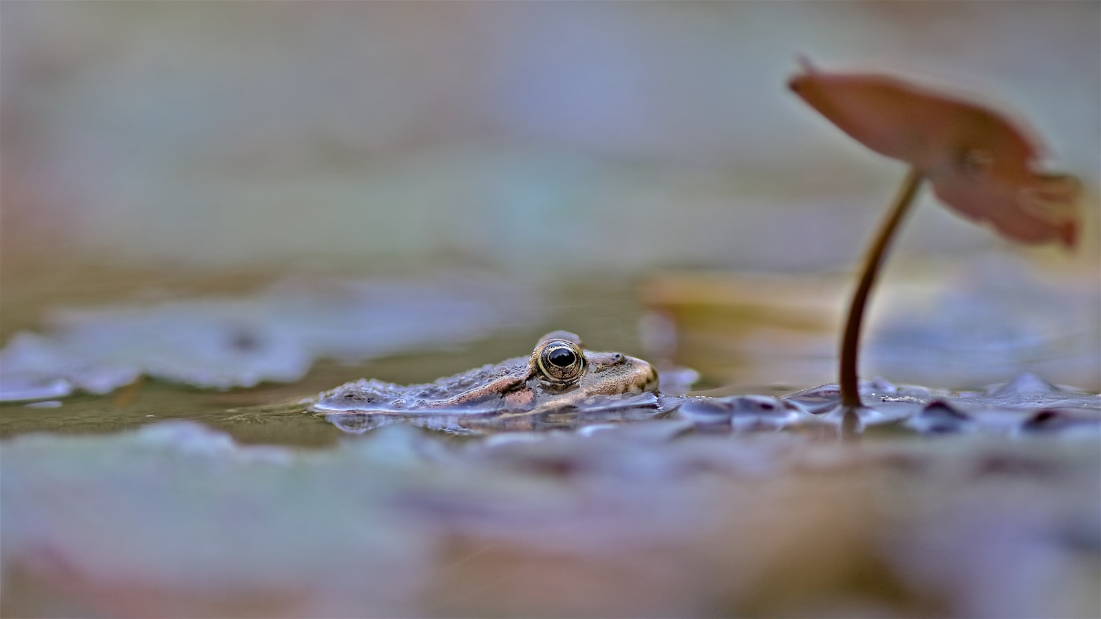 Minolta AF 100mm F2.8 Macro [New] sample photo. Body of water photography