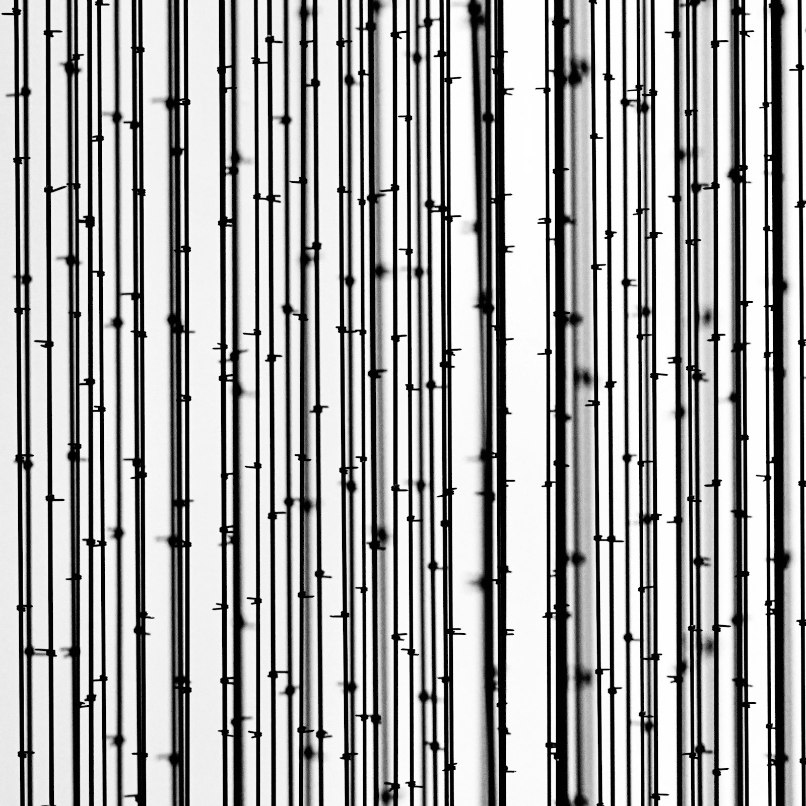 Sony Sonnar T* FE 55mm F1.8 ZA sample photo. Bamboo wallpaper photography