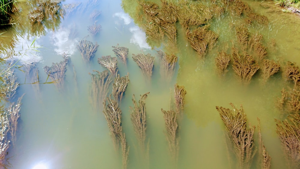 brown grass on body of water