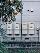 orange fruit bearing tree beside building