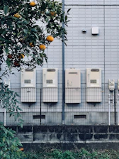 orange fruit bearing tree beside building