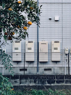 orange fruit bearing tree beside building