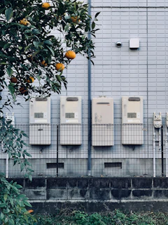 orange fruit bearing tree beside building