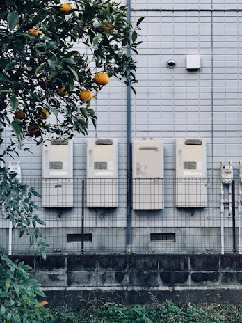 orange fruit bearing tree beside building