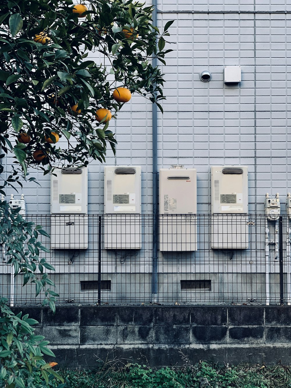 orange fruit bearing tree beside building