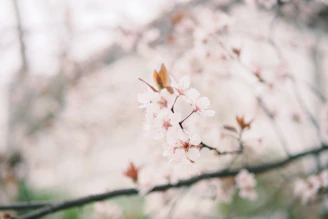 Delicate pink cherry blossoms floating gently over a textured black backdrop with faint red accents.