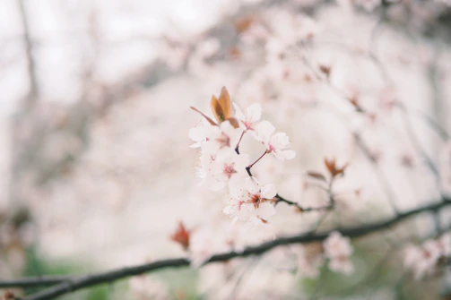 Delicate pink cherry blossoms floating gently over a textured black backdrop with faint red accents.