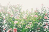 A beautiful outdoor scene with pink flowers and soft sunlight.