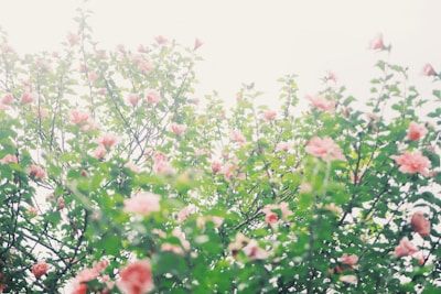 A beautiful outdoor scene with pink flowers and soft sunlight.