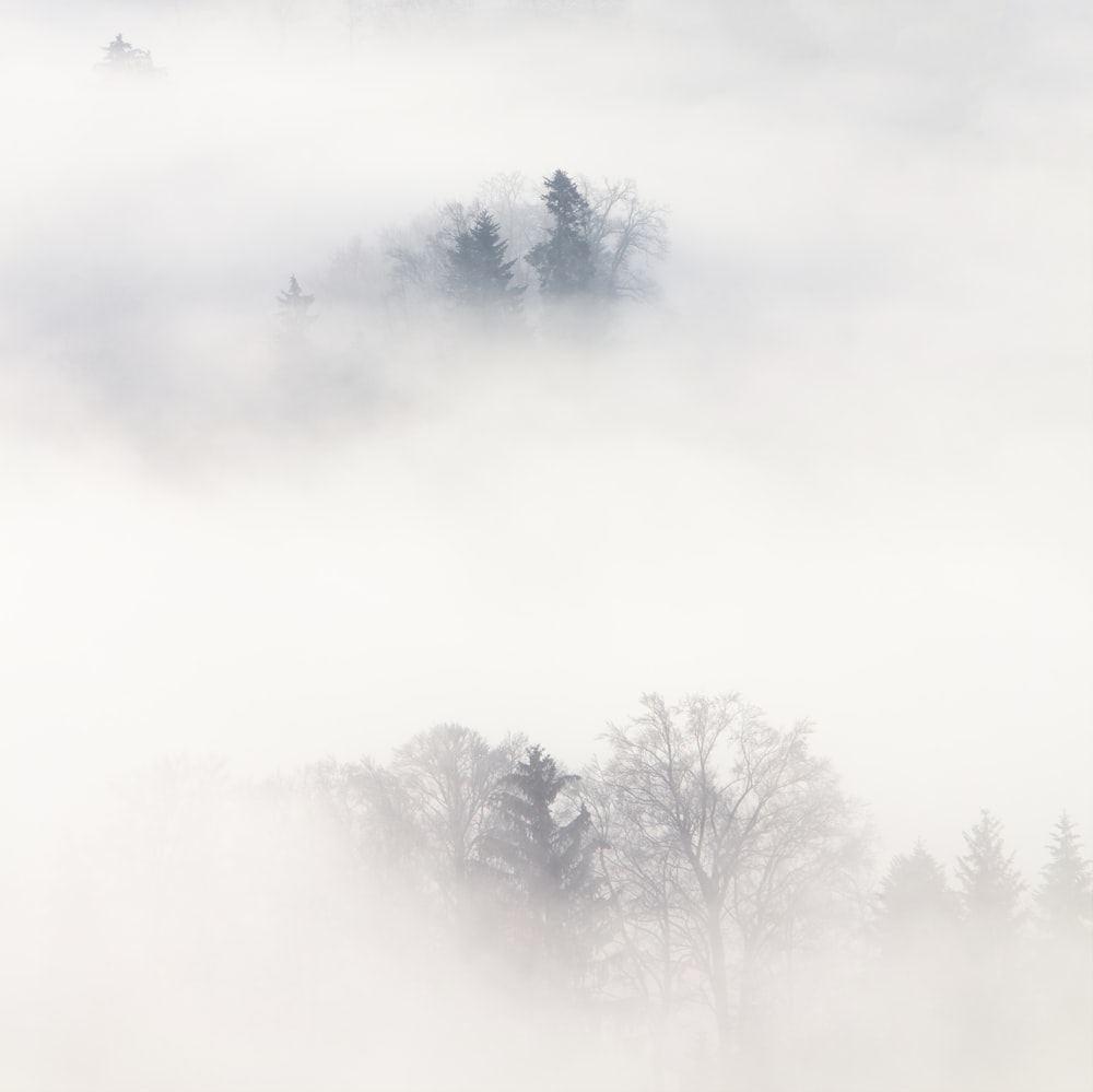 aerial photography of trees on foggy weather