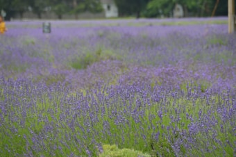 A vast field of blooming lavender stretches into the distance. The vibrant purple flowers create a serene and calming atmosphere. The background includes blurred trees and possibly a structure, providing a sense of depth.