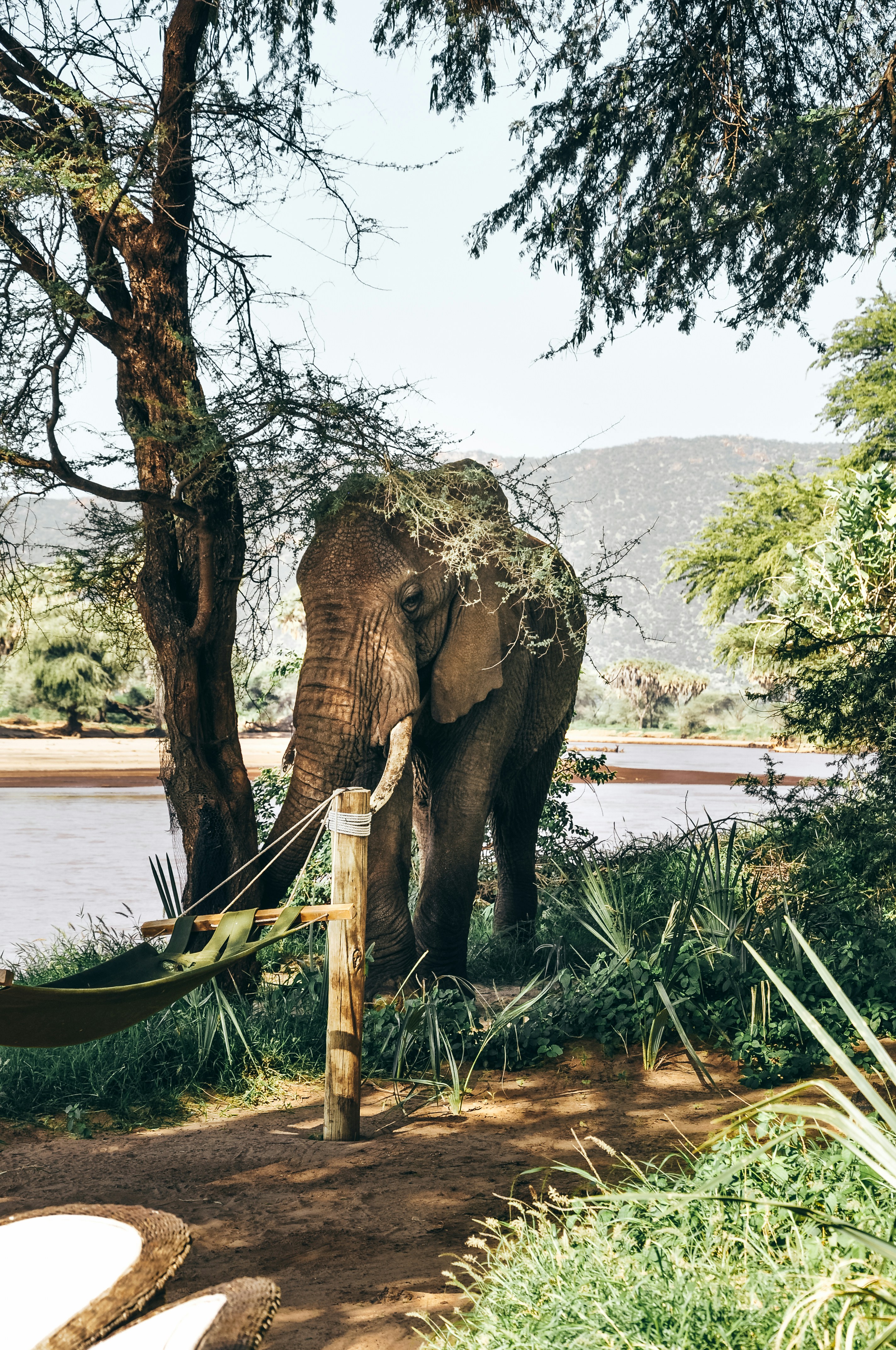 brown elephant standing beside tree near body of water during daytime