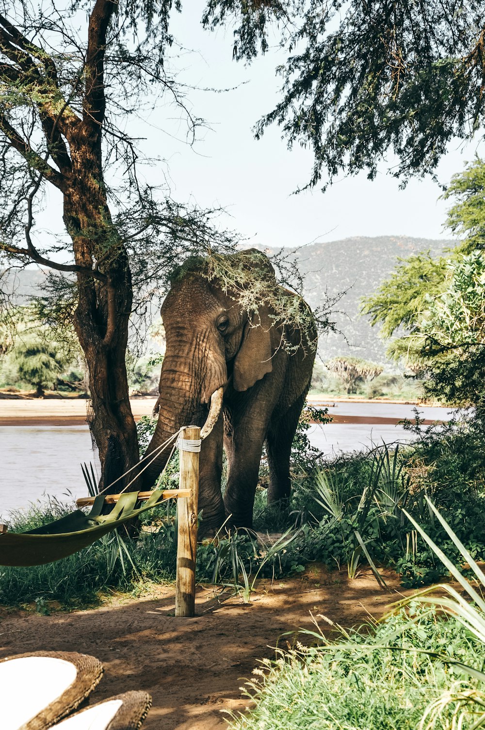 Brauner Elefant steht tagsüber neben Baum in der Nähe eines Gewässers
