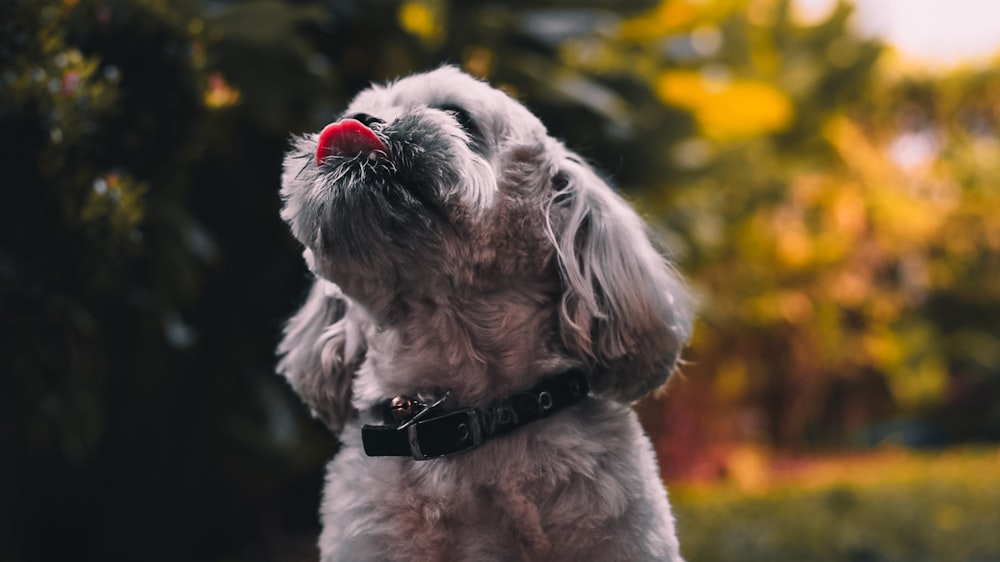 gray dog tongue out